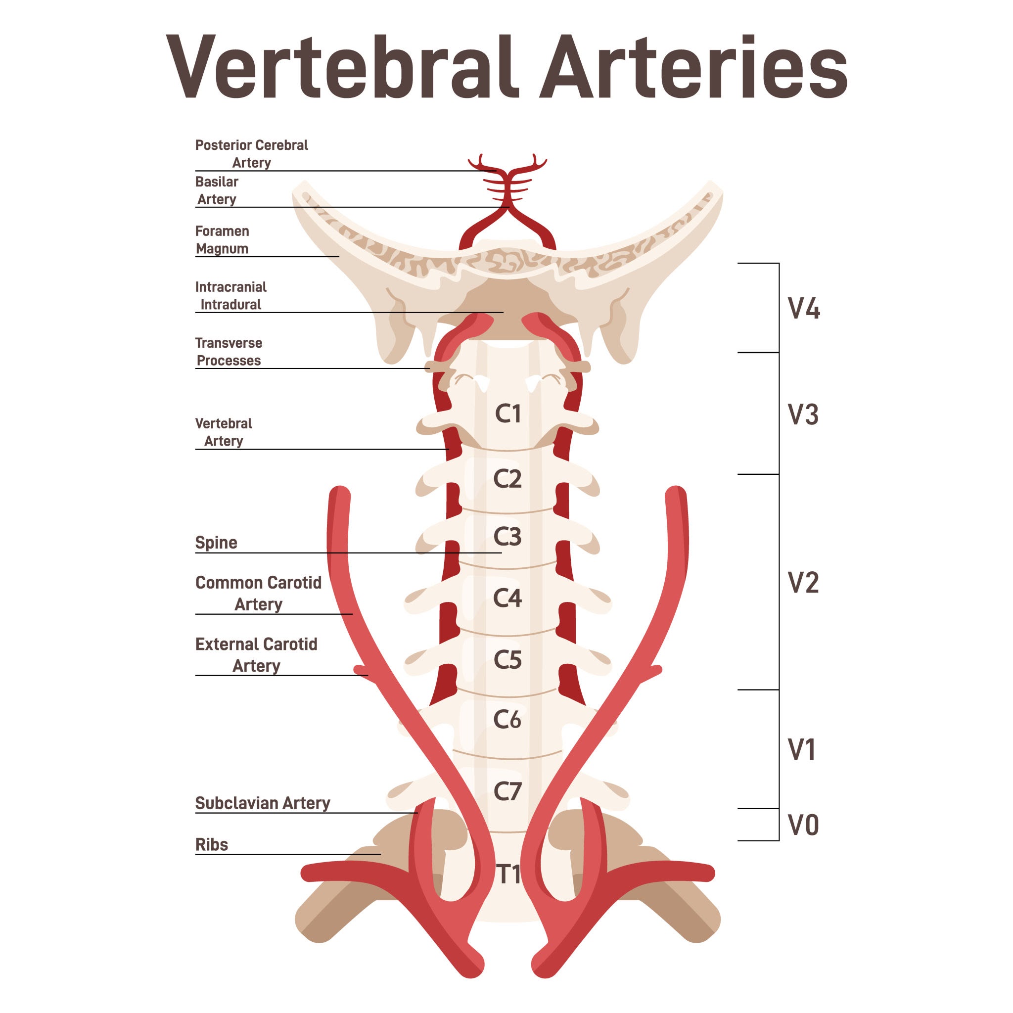 verterbral arteries